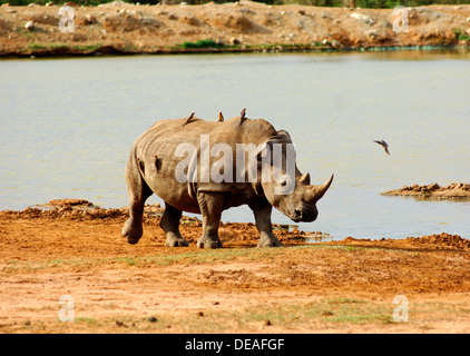 Breitmaulnashorn, Square-lippige Rhinoceros (Ceratotherium Simum), Hlane Nationalpark, Swasiland, Afrika Stockfoto