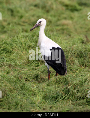 Reifen Sie Weißstorch (Ciconia Ciconia) zu Fuß auf der Wiese Stockfoto