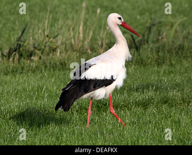 Reifen Sie Weißstorch (Ciconia Ciconia) zu Fuß auf der Wiese Stockfoto