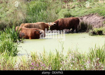 Hochlandrinder nehmen ein erfrischendes Bad an einem heißen Sommertag (12 Bilder in Serie) Stockfoto