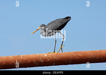 Pacific Reef Heron (Egretta Sacra), dunkle Farbe Morph, Sharjah, Vereinigte Arabische Emirate, Naher Osten Stockfoto