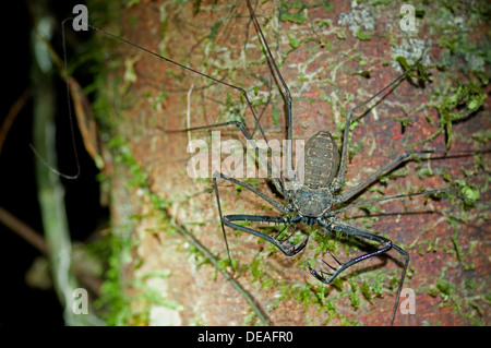 Peitsche, Spinnen oder schwanzlosen Peitsche Scorpions (Heterophrynus spec.), Verfassung Regenwald, Yasuni-Nationalpark in Ecuador Stockfoto