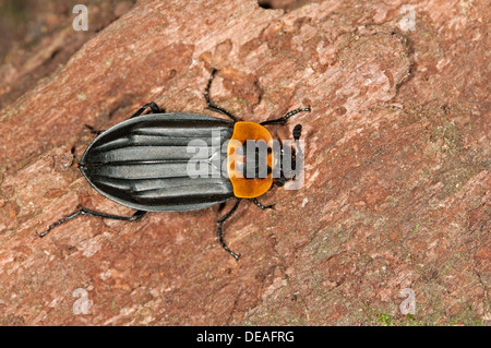 Burying Käfer oder AAS Käfer (Oxelytrum Discicolle), (Silphidae), Tandayapa Region, Nebelwald der Anden, Ecuador Stockfoto