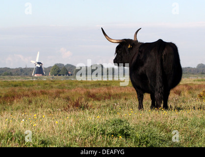 Hochland Rinder, Kälber und Bullen in verschiedenen Posen in Wiese mit einer Mühle im Hintergrund Stockfoto