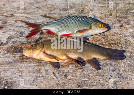 Roher Fisch Schleien und Karpfen auf hölzernen Hintergrund Stockfoto