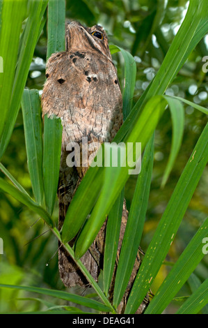 Perfekt getarnten gemeinsame aber (Nyctibius früh) Zucht auf einem Baumstumpf mit kurzen Schnabel nach oben zeigend zu imitieren Stockfoto