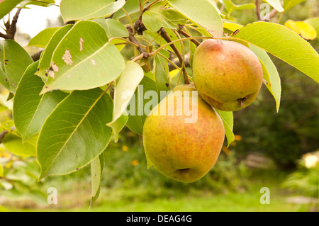 zwei Birnen auf dem Ast Stockfoto