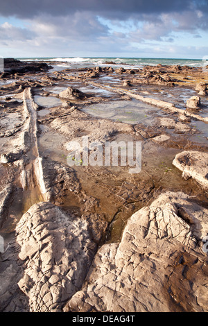 Sonnenaufgang auf dem Petrified Forest in der Curio Bay, Südinsel, Neuseeland Stockfoto