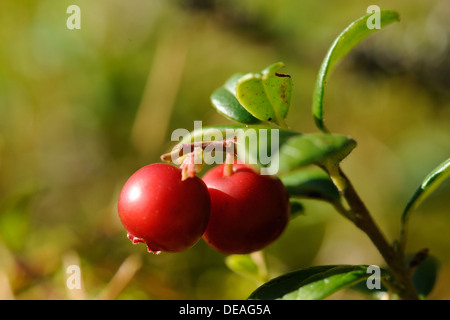 Foxberry - niedrige immergrüner Strauch, der hohe Norden gemäßigten Zonen Europas und Asiens und Amerikas mit essbaren Beeren. Stockfoto