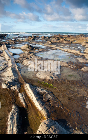 Sonnenaufgang auf dem Petrified Forest in der Curio Bay, Südinsel, Neuseeland Stockfoto