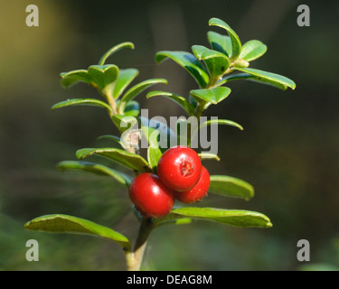 Foxberry - niedrige immergrüner Strauch, der hohe Norden gemäßigten Zonen Europas und Asiens und Amerikas mit essbaren Beeren. Stockfoto