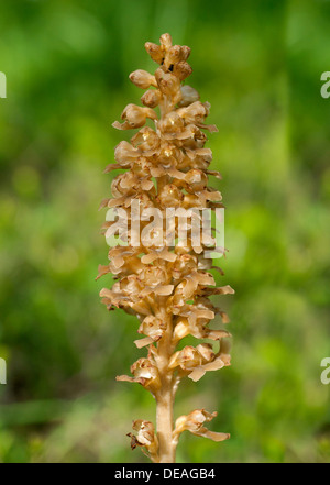 Vogelnest-Orchidee (Neottia Nidus-Avis), Martinau, Lech, Österreich Stockfoto