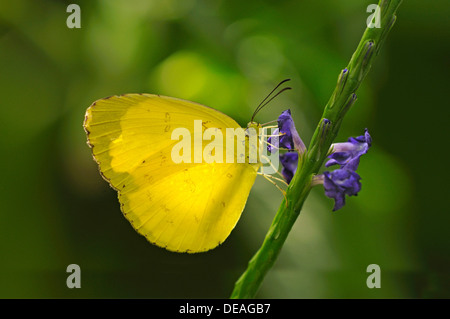 Gemeinsamen Auswanderer oder Lemon Emigrant (Catopsilia Pomona), Tropischer Schmetterling (Pieridae) Stockfoto