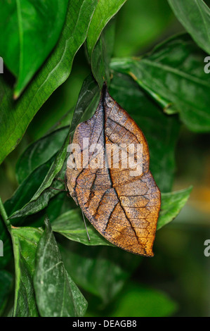 Indischen oder malaiischen Leafwing Schmetterling (Kallima Paralekta), die geschlossenen Flügel imitieren, Form und Farbe ein welkes Blatt Stockfoto