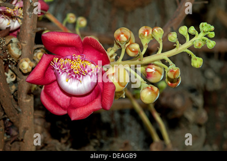 Shivalingam Blume, Ayahuma oder Cannonball Baum (Couroupita Guianensis), Lecythidaceae, Königspalast, Phnom Penh, Kambodscha Stockfoto