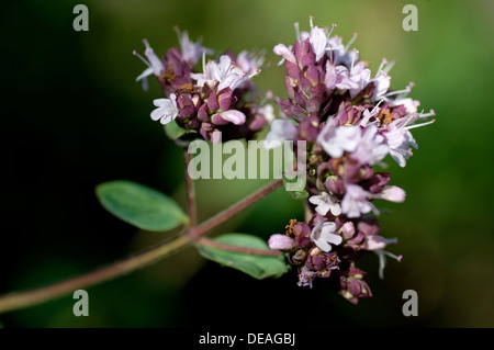 Blühender Oregano (Origanum Vulgare) Stockfoto