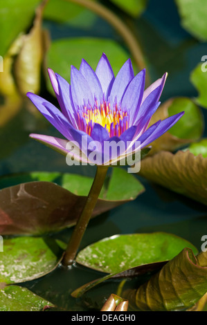 Blau, ägyptische Wasserlilie oder Heilige Blaue Lilie (Nymphaea Caerulea), Phnom Penh, Phnom Penh Provinz, Kambodscha Stockfoto