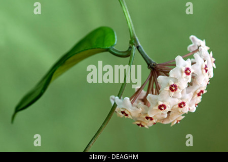 Blüte Dolde einer Wachs-Pflanze (Hoya Carnosa) Stockfoto
