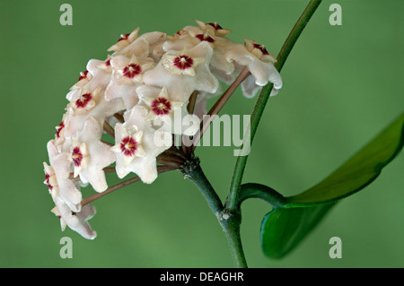 Blüte Dolde einer Wachs-Pflanze (Hoya Carnosa) Stockfoto