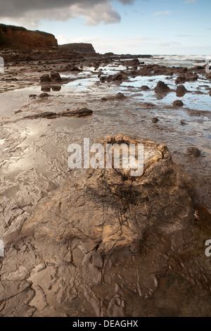 Sonnenaufgang auf dem Petrified Forest in der Curio Bay, Südinsel, Neuseeland Stockfoto