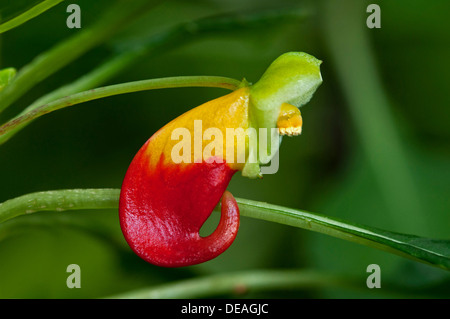 Rote und gelbe Blume von der Kongo Kakadu (Impatiens Niamniamensis), Lateinamerika Stockfoto