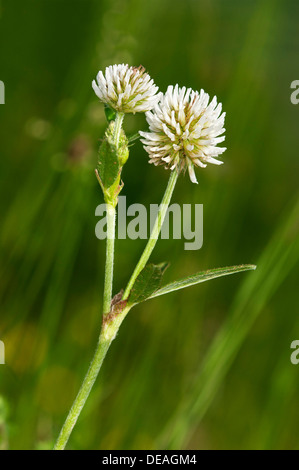 Berg-Klee (Trifolium Montanum), Kaiserstuhl, Baden-Württemberg, Deutschland Stockfoto