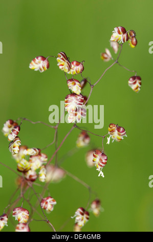 Rispe Weihrauchzedern-Gras, Kuh-Beben oder Dithering-Grass (Briza Media), Kaiserstuhl, Baden-Württemberg, Deutschland Stockfoto