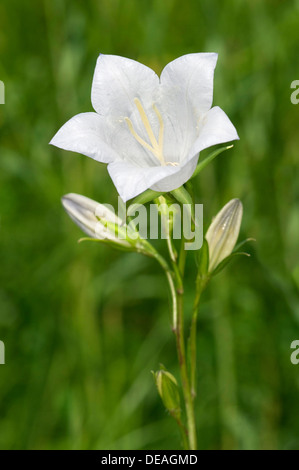 Pfirsich-blättrige Glockenblume (Campanula Persicifolia), Kaiserstuhl, Baden-Württemberg, Deutschland Stockfoto