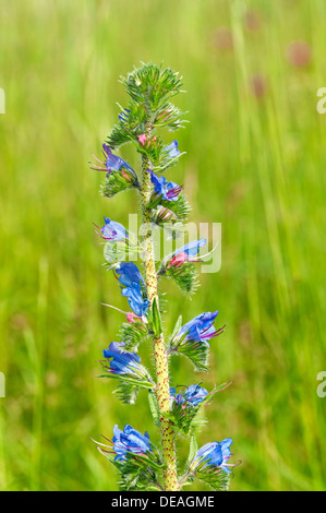 Blütenstand von Viper's Bugloss oder Blueweed (Echium Vulgare), Kaiserstuhl, Baden-Württemberg, Deutschland Stockfoto