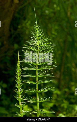 Sterile Triebe der Feld-Schachtelhalm (Equisetum Arvense), Kaiserstuhl, Baden-Württemberg, Deutschland Stockfoto