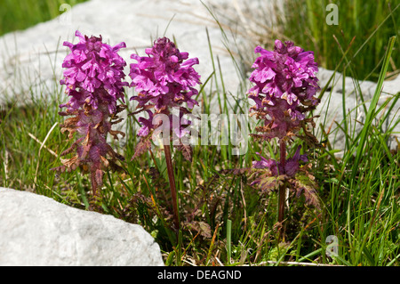 Verticillate Läusekräuter (Pedicularis Verticillata), Sanetschpass, Schweiz Stockfoto