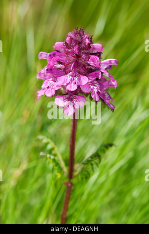 Verticillate Läusekräuter (Pedicularis Verticillata), Sanetschpass, Schweiz Stockfoto