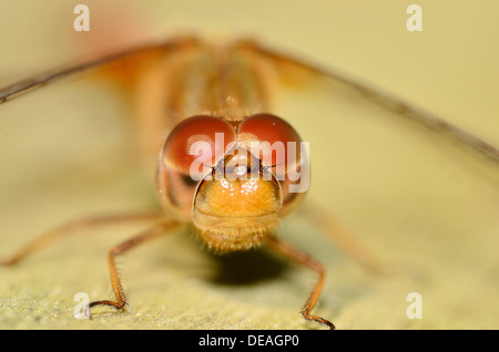 Eine Nahaufnahme Makro erschossen rot Darner Libelle Kopf. Stockfoto