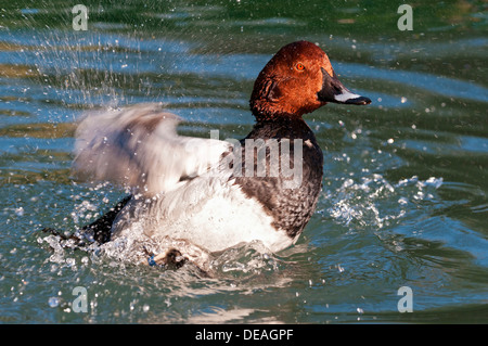 Gemeinsamen Tafelenten (Aythya 40-jähriger), Drake mit den Flügeln in Wasser, Genf, Genf, Schweiz Stockfoto