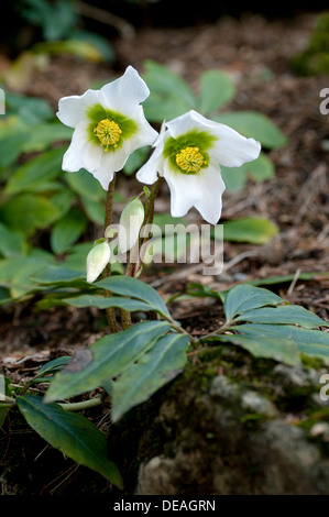 Weihnachten-Rosen oder schwarze Nieswurz (Helleborus Niger) blühen im Winter, Genf, Genf, Schweiz Stockfoto