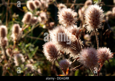 Blume-Details im Gegenlicht Stockfoto