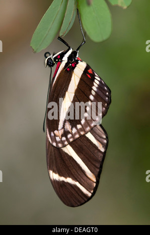 Zebra Longwing Schmetterling (Heliconius Charithonia), Kerzers, Schweiz Stockfoto