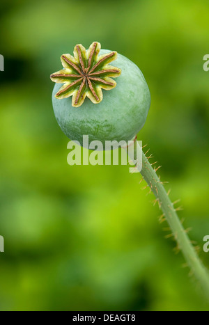 Samenkapsel der Schlafmohn (Papaver Somniferum), Genf, Genf, Schweiz Stockfoto