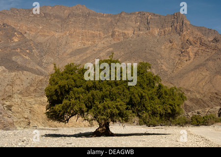 Ghaf Baum (Prosopis Aschenpflanze), Wadi Bani Awf, Oman Stockfoto