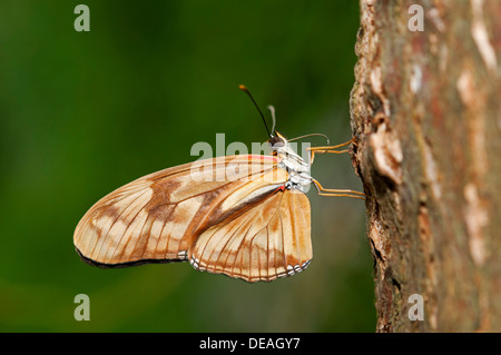 Julia Butterfly, Julia Heliconian oder The Flame (Dryas Iulia), kurz nach dem schlüpfen sind die zwei Rüssel-Hälften noch nicht Stockfoto