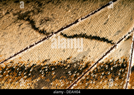 Schuppen eines Schmetterlingsflügels von schlängeln sich Prepona (Archaeoprepona Mäander), Unterseite eines Flügels, Tambopata, Peru Stockfoto