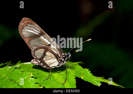 Riesen Glaswing (Methona Confusa) thront auf Blatt, Naturschutzgebiet Tambopata, Madre De Dios, Region Madre De Dios, Peru Stockfoto