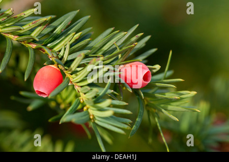 Englische Eibe oder Europäische Eibe (Taxus Baccata), Zweig mit Früchten, Genf, Kanton Genf, Schweiz Stockfoto