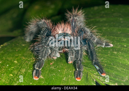 Pinktoe-Vogelspinne (Avicularia Avicularia), Naturschutzgebiet Tambopata, Region Madre De Dios, Peru Stockfoto