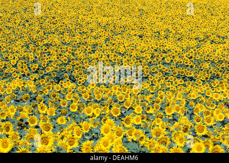 Sonnenblumenfeld, gemeinsamen Sonnenblumen (Helianthus Annuus) Stockfoto