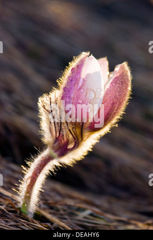 Frühlings-Kuhschelle (Pulsatilla Vernalis, Anemone Vernalis), Passo Grödnerjoch oder Groednerjoch, Dolomiten, Italien, Europa Stockfoto