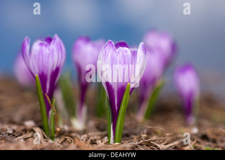 Weiße Krokus (Crocus Albiflorus) Stockfoto