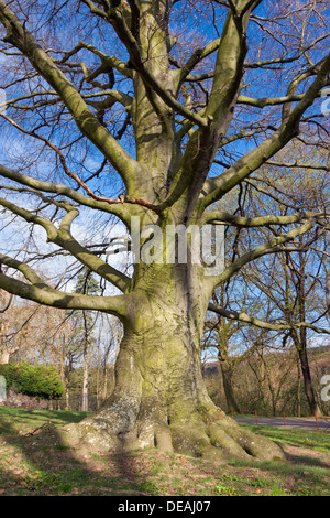 Lila Buche (Fagus Sylvatica var. Atropurpurea), Gedenkstätte Baum in Lomnice, Süd-Mähren, Tschechische Republik, Europa Stockfoto