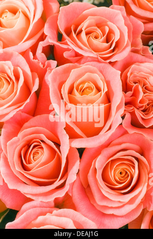 Rosen (Rosa) Stockfoto