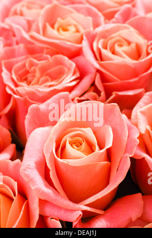 Rosen (Rosa) Stockfoto